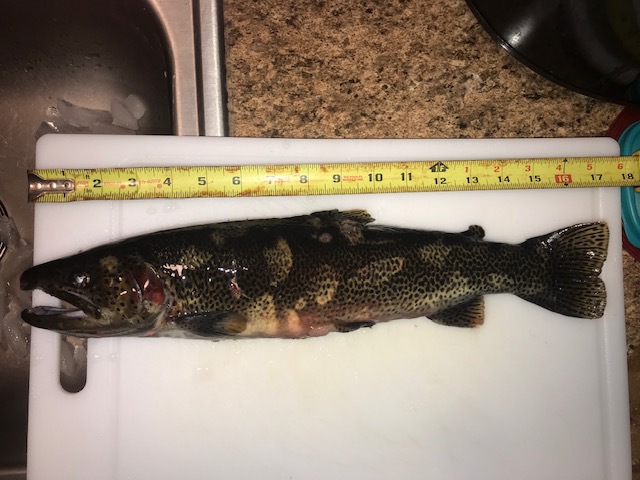 A photo of PNW Trout Slayer's catch