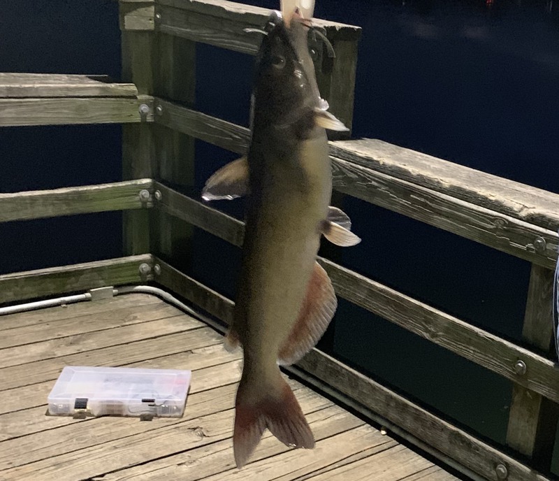 A photo of James Davis's catch