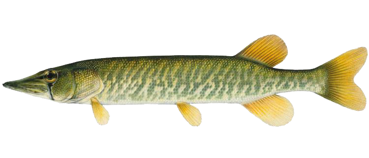 A photo of a American Pickerel