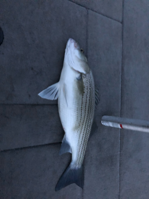 A photo of Bill Schmitt's catch
