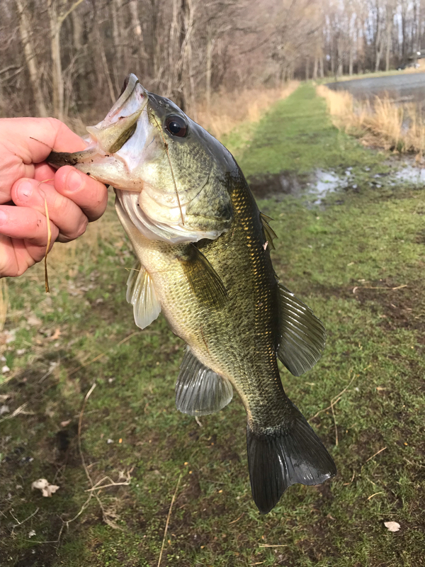 A photo of David A's catch