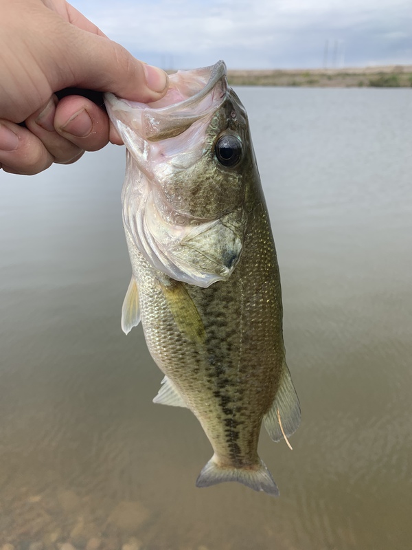 A photo of Stefan Turner's catch