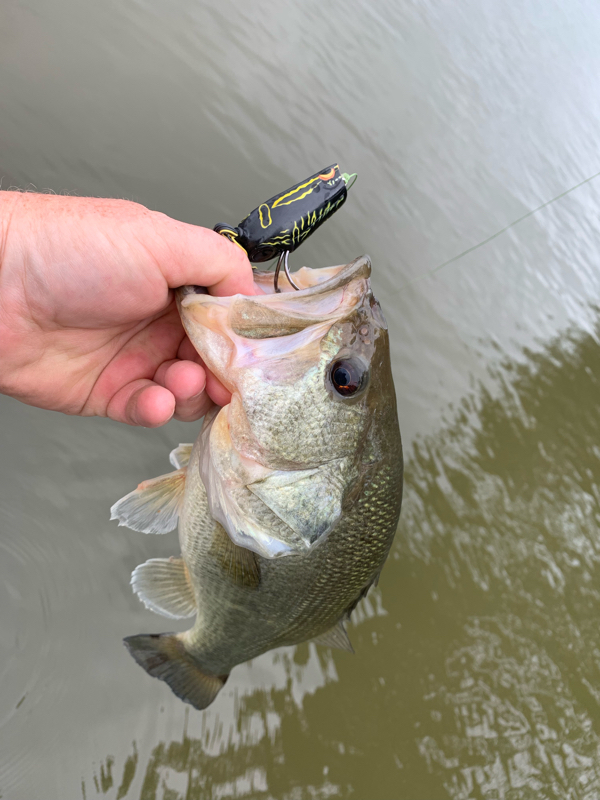 A photo of J Wade's catch