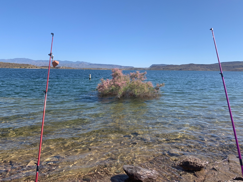 Lake Pleasant Fish Report - New River , AZ