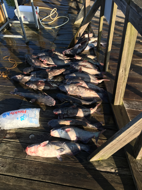 Lakes Bob Sandlin/Cypress Springs/Monticello TX Fishing