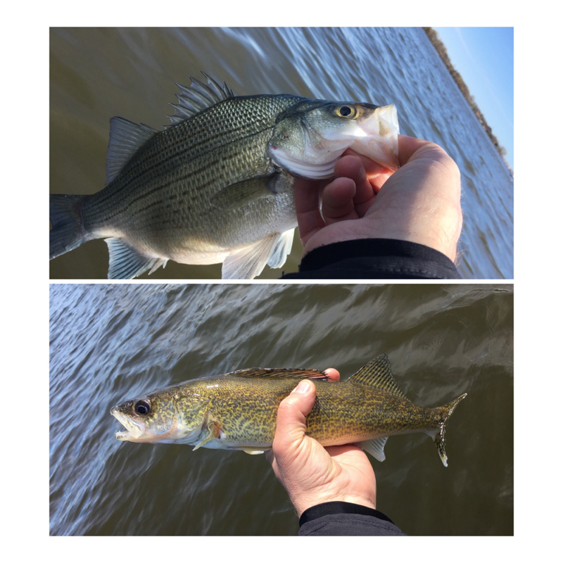 A photo of Pete Lemmer's catch