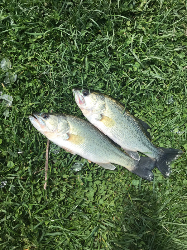 A photo of Renex  morrow's catch