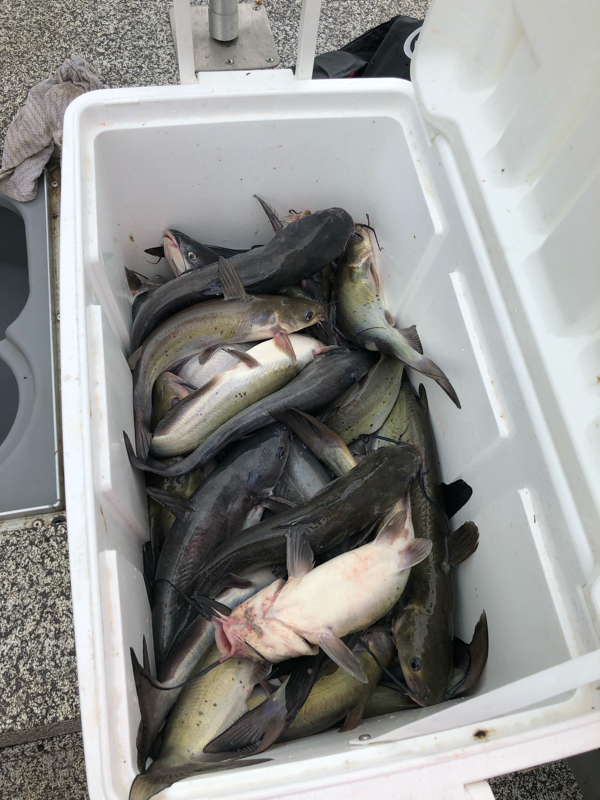 A photo of Terry Johnson's catch