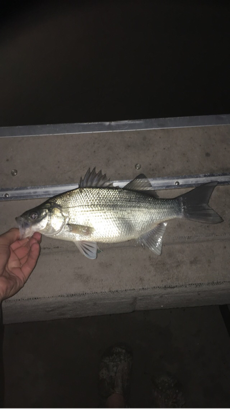 A photo of lucas wildman's catch