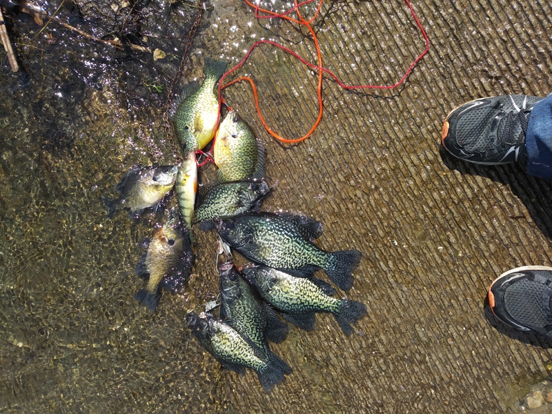A photo of Rob  Smith's catch