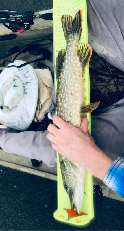 A photo of Adam Willich's catch