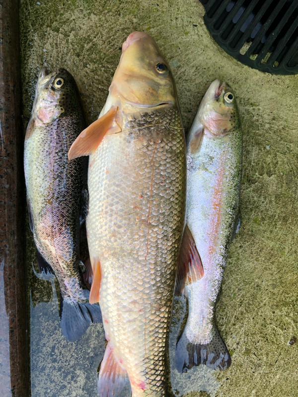 A photo of Tony Plachkov's catch