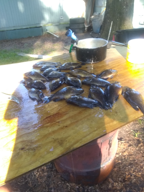 A photo of Tyrone Roux's catch