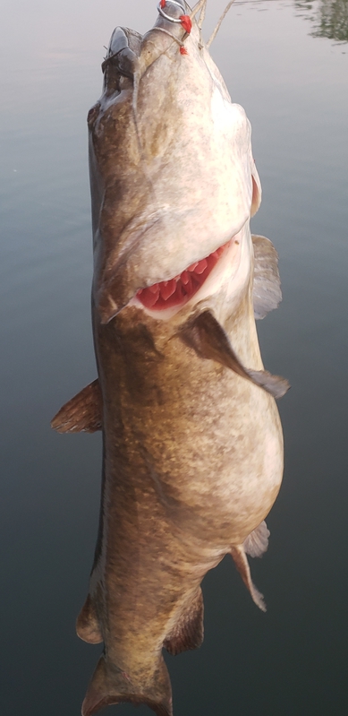 A photo of EDDIE MCCLELLAND's catch