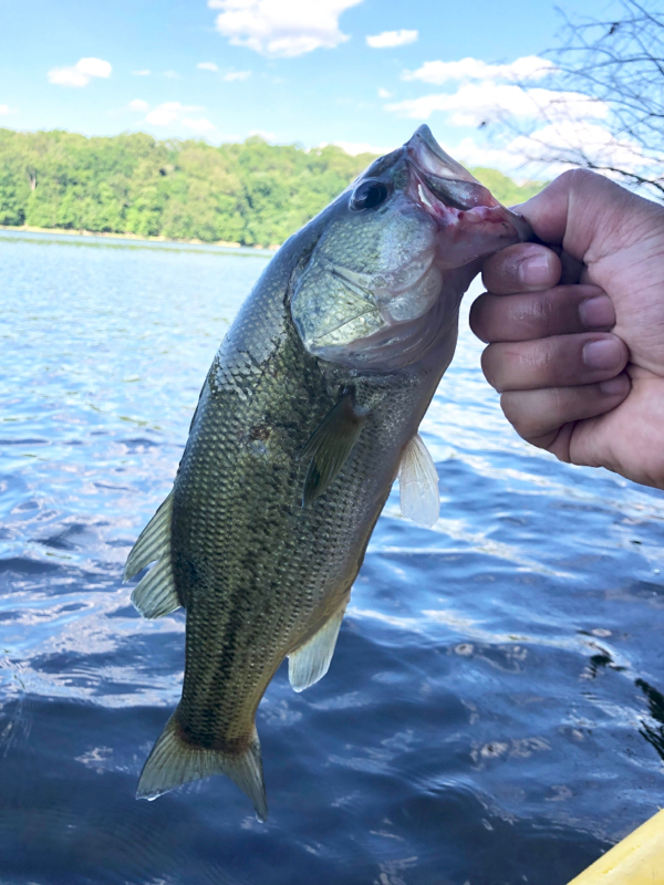 A photo of Carlos Malave's catch