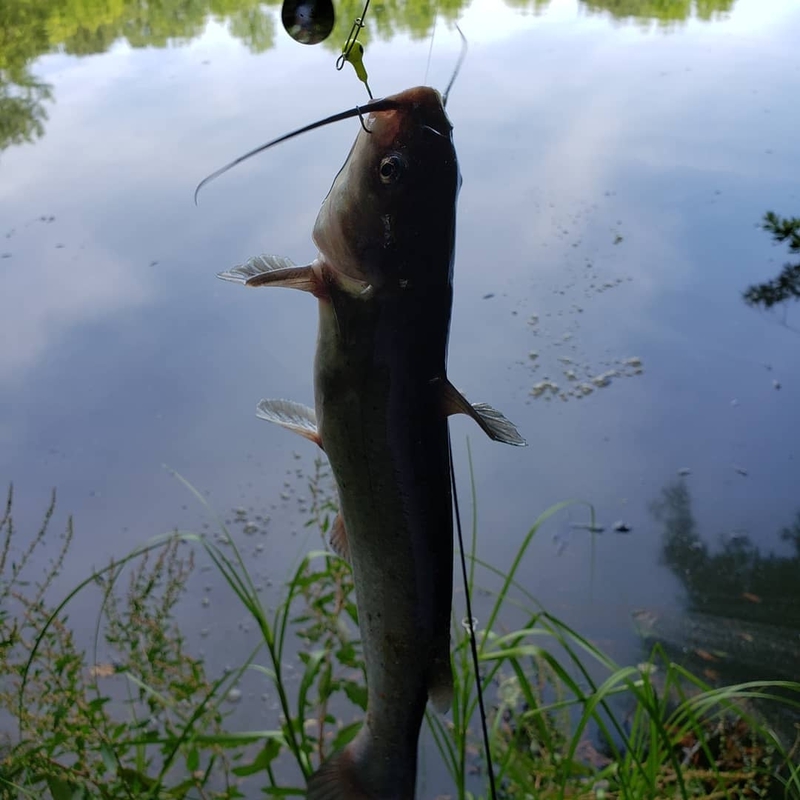 A photo of Dan Forgacs's catch