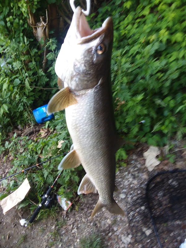 A photo of I🐟NY......... 914's catch