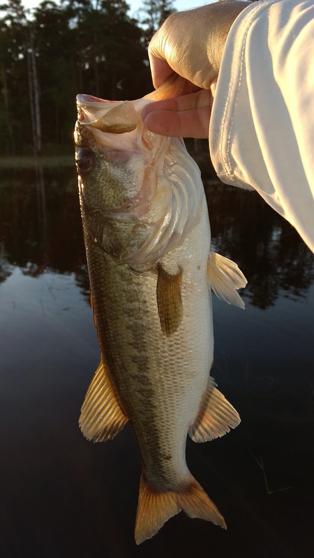 A photo of john chandler's catch