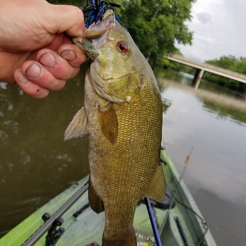 A photo of David Buzzo 's catch