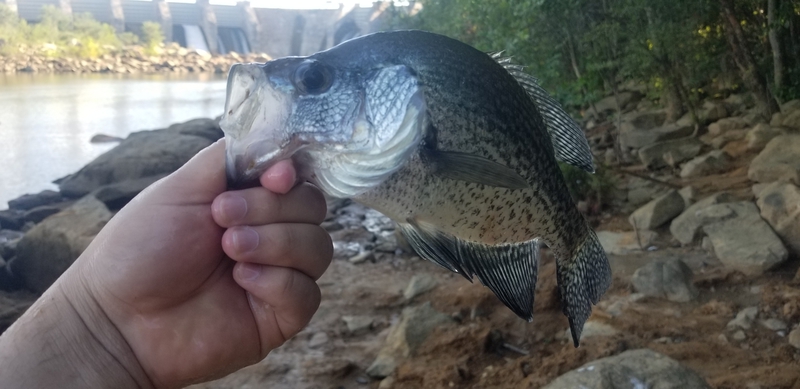 A photo of Andy  Lobos's catch