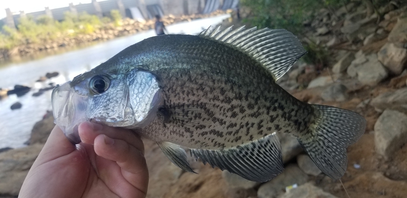 A photo of Andy  Lobos's catch
