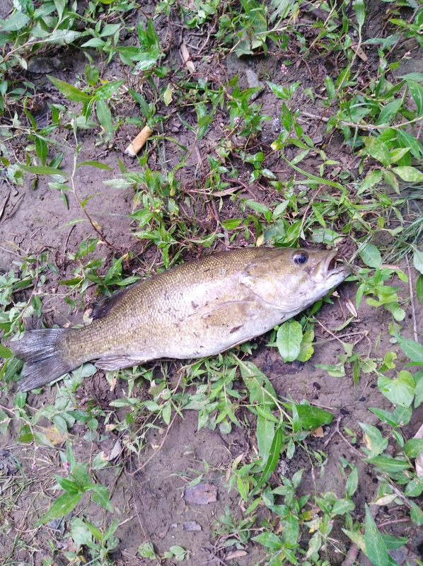 A photo of Charles Williams's catch