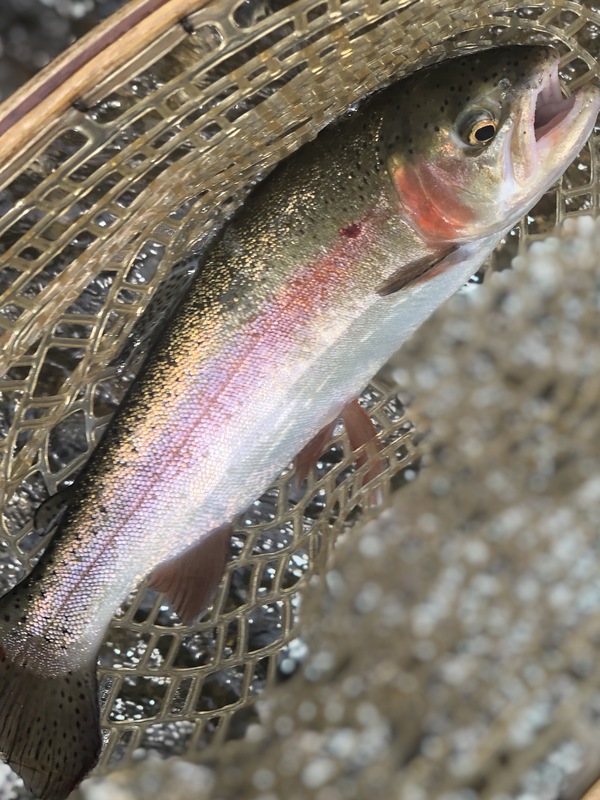 A photo of Sean Enderlein's catch
