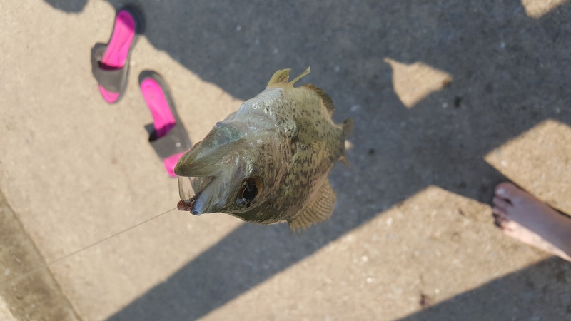 A photo of Chrissy Lee's catch