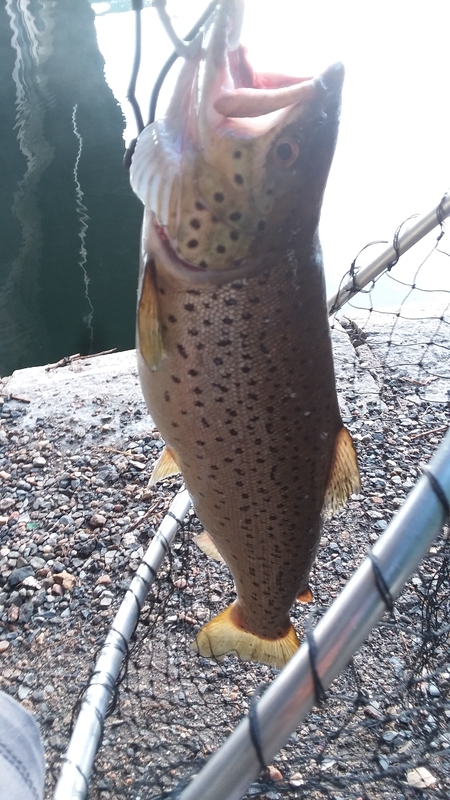 A photo of I🐟NY......... 914's catch