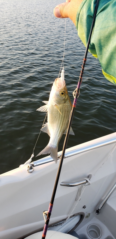 A photo of Tim Conner's catch