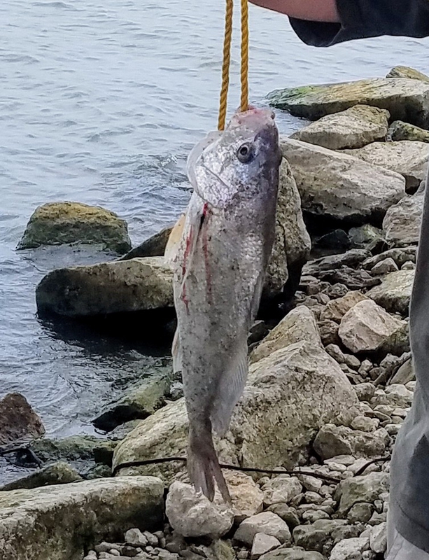 A photo of Ronin  m's catch