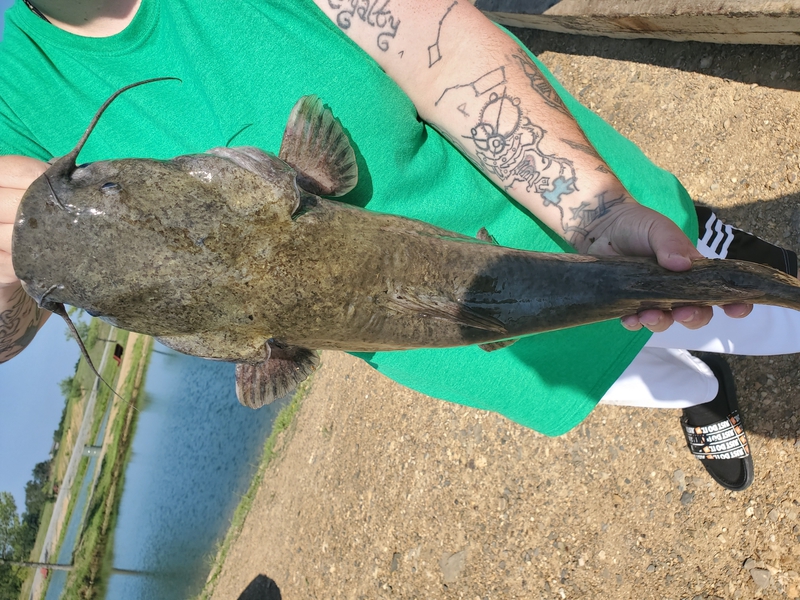 A photo of Bent rods &  Fatcatz's catch
