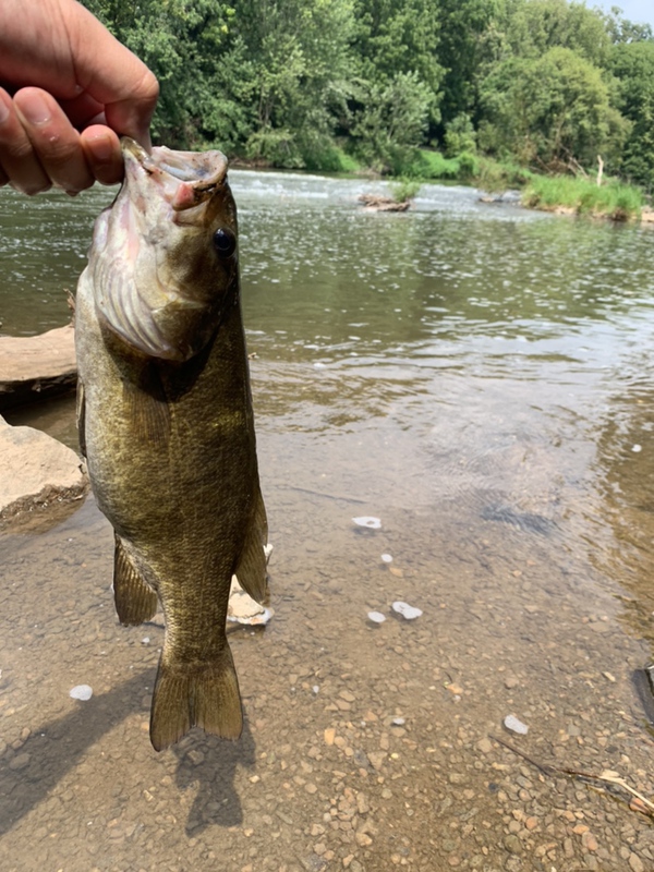 A photo of Carlos Malave's catch