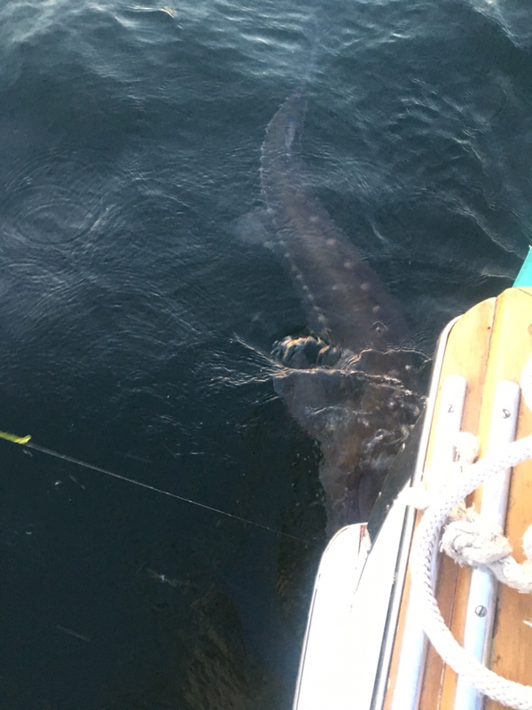 A photo of Heather Lathim's catch