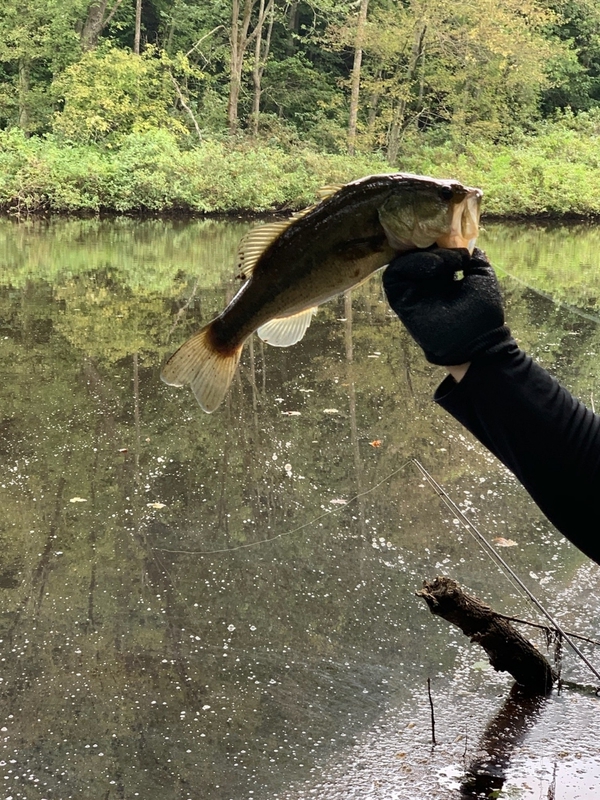 A photo of EDDIE MCCLELLAND's catch