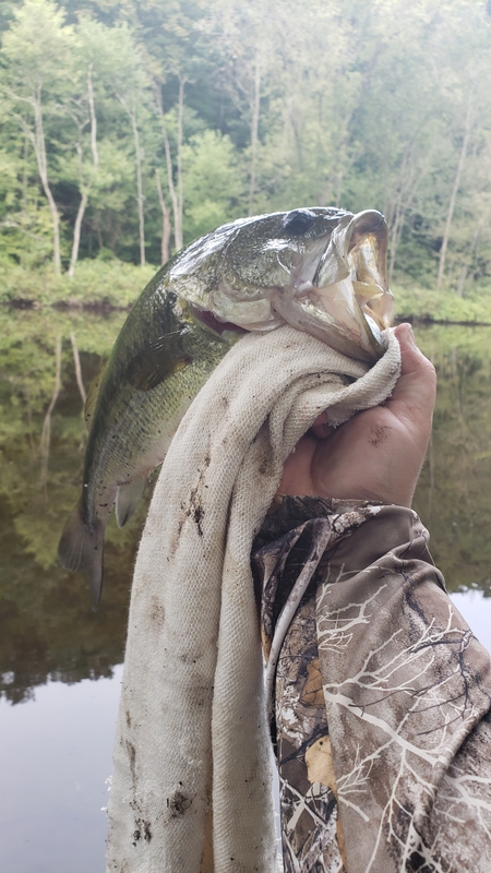 A photo of EDDIE MCCLELLAND's catch