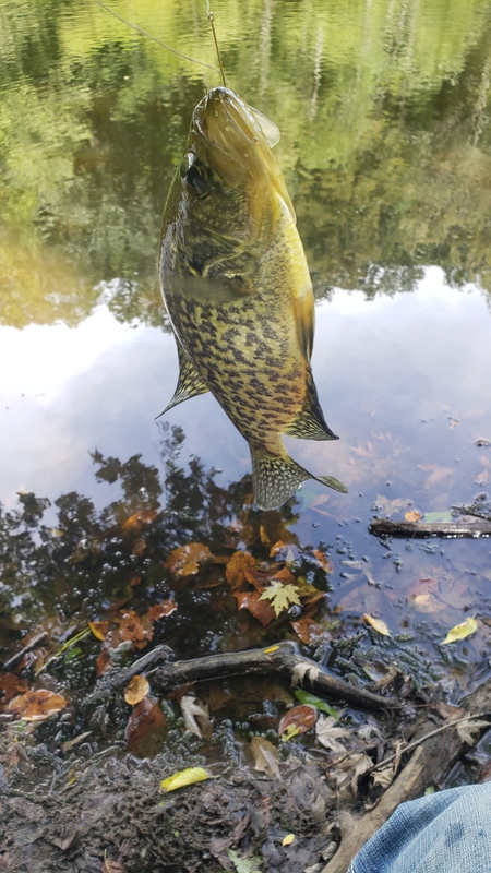 A photo of EDDIE MCCLELLAND's catch