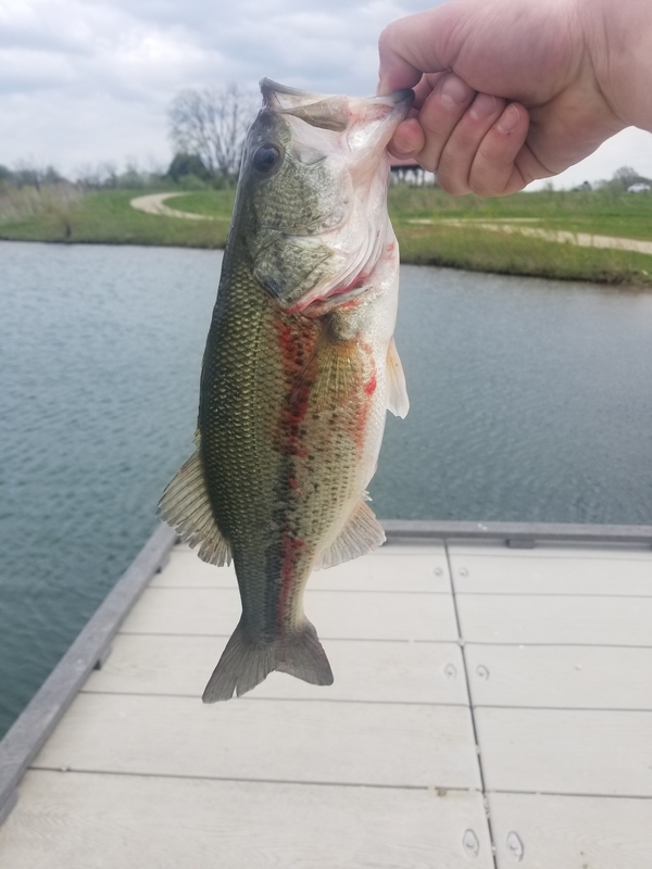 A photo of alexander hollis's catch