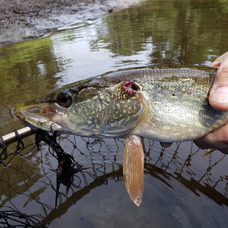 passaic river fish
