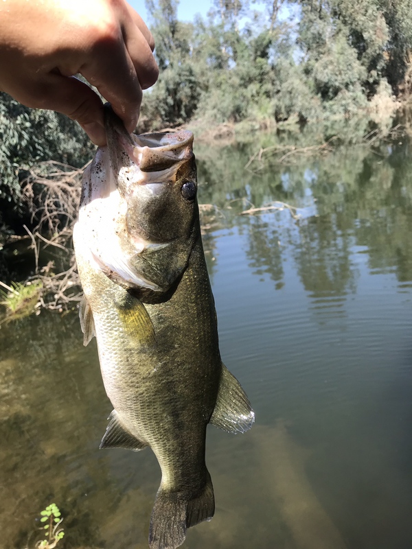 Woodward Park Fishing Map Woodward Park Lakes Ca Fishing Reports, Map & Hot Spots