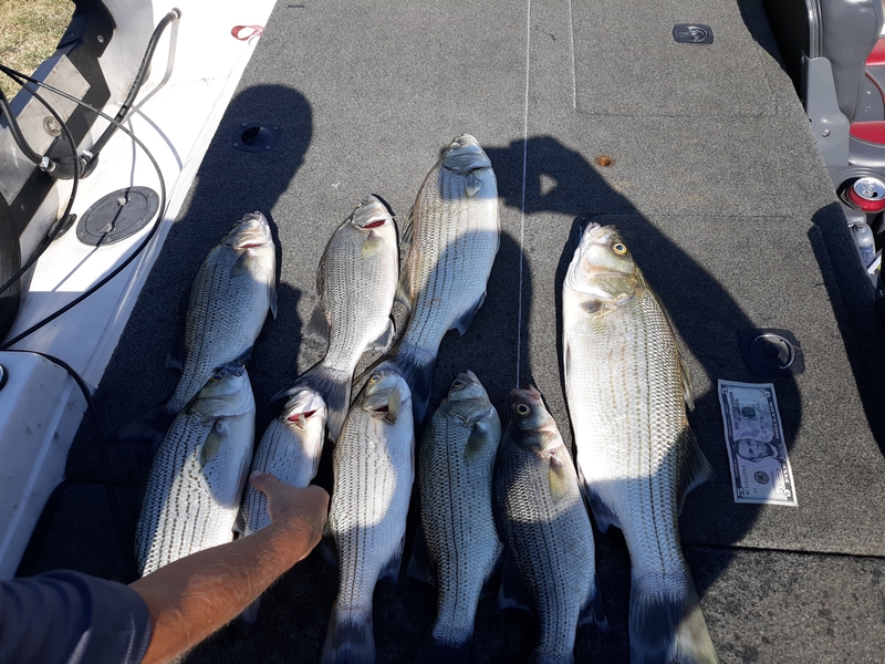A photo of Mike Barham 's catch