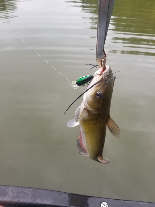 A photo of alexander hollis's catch