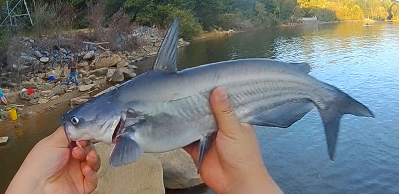 A photo of Andy  Lobos's catch