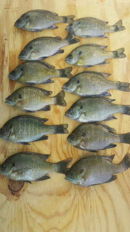 A photo of Dave Jerry's catch