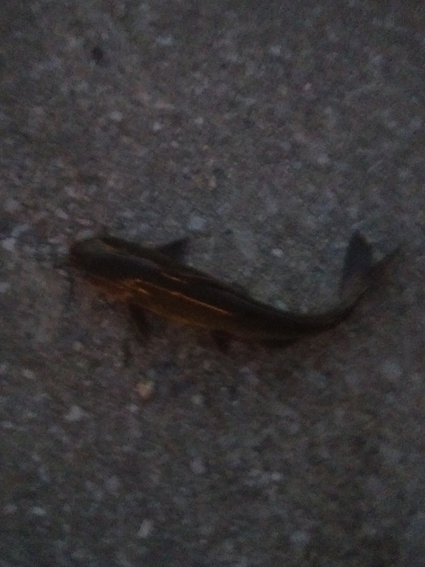 A photo of Seth Flack's catch