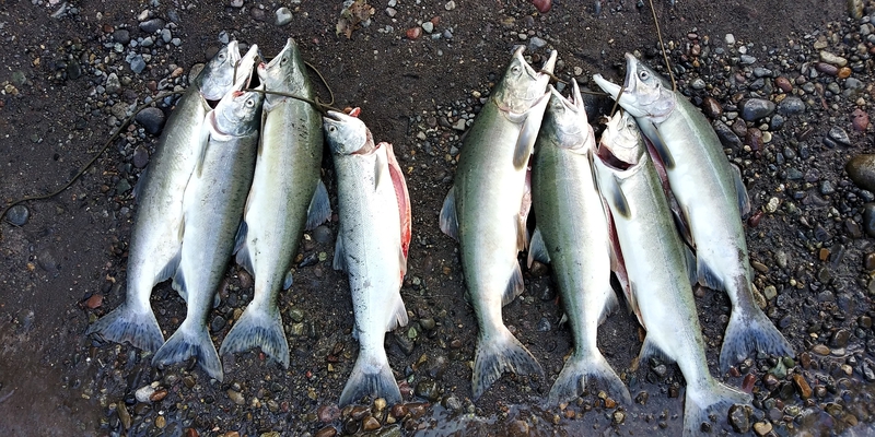 A photo of Jc Holcomb's catch