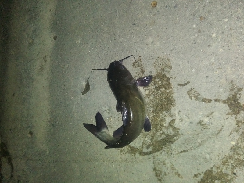 A photo of Seth Flack's catch