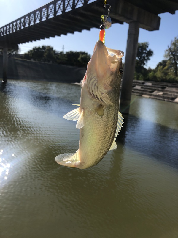 A photo of Chris Mackay's catch