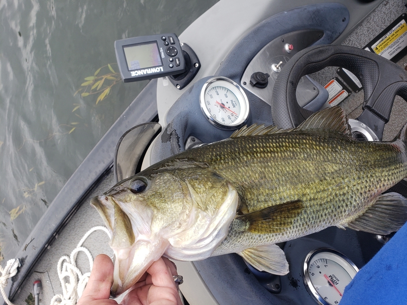 A photo of chad jewell's catch