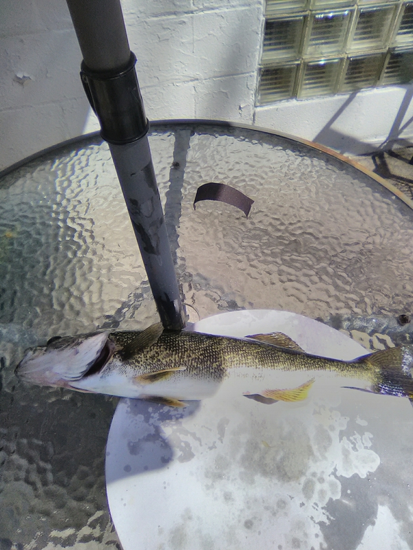 A photo of mike ciastko's catch